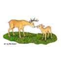 A deer looks at his little son.